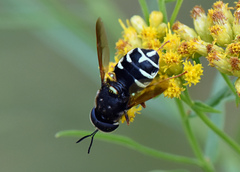 Stratiomys badia