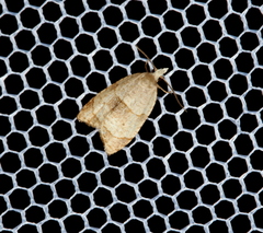 Coelostathma discopunctana