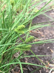 Carex kelloggii