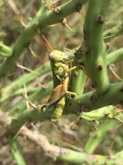 Chloroplus cactocaetes