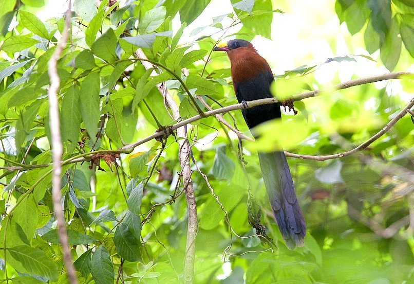 Yellow-billed Malkoha photo