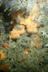 Clathria parthena