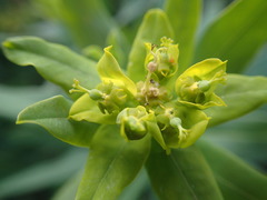 Euphorbia lucida
