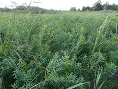 Euphorbia lucida