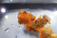 Clathria parthena