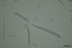Clathria parthena