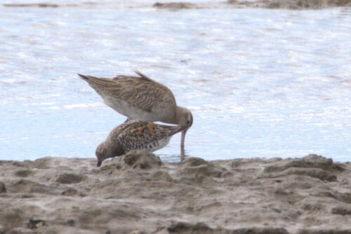 Correlimos grande (Calidris tenuirostris)