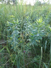 Euphorbia lucida