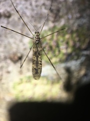 Austrolimnophila argus