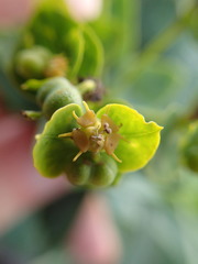 Euphorbia lucida