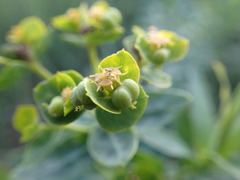Euphorbia lucida
