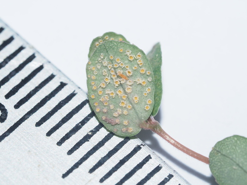 Uromyces proeminens observed 2025-03-29