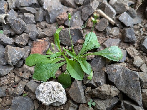 Plantago debilis observed 2025-03-27
