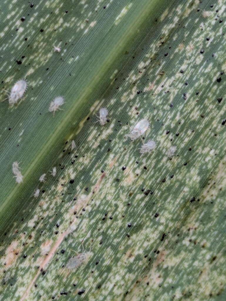 Lace bug