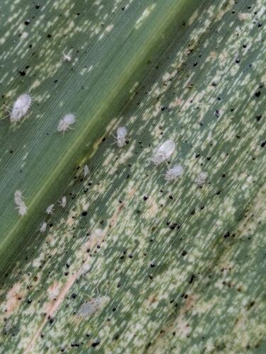 Lace bug