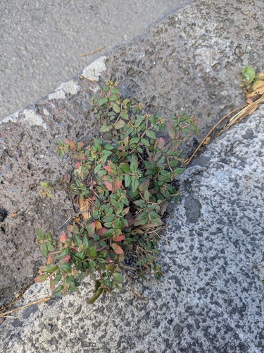 Euphorbia ophthalmica, 2025-03-29