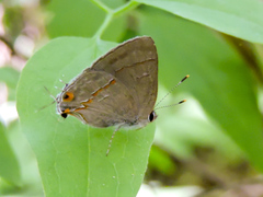 Rubroserrata mathewi