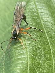Itoplectis