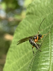 Itoplectis
