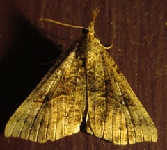 Hypena edictalis