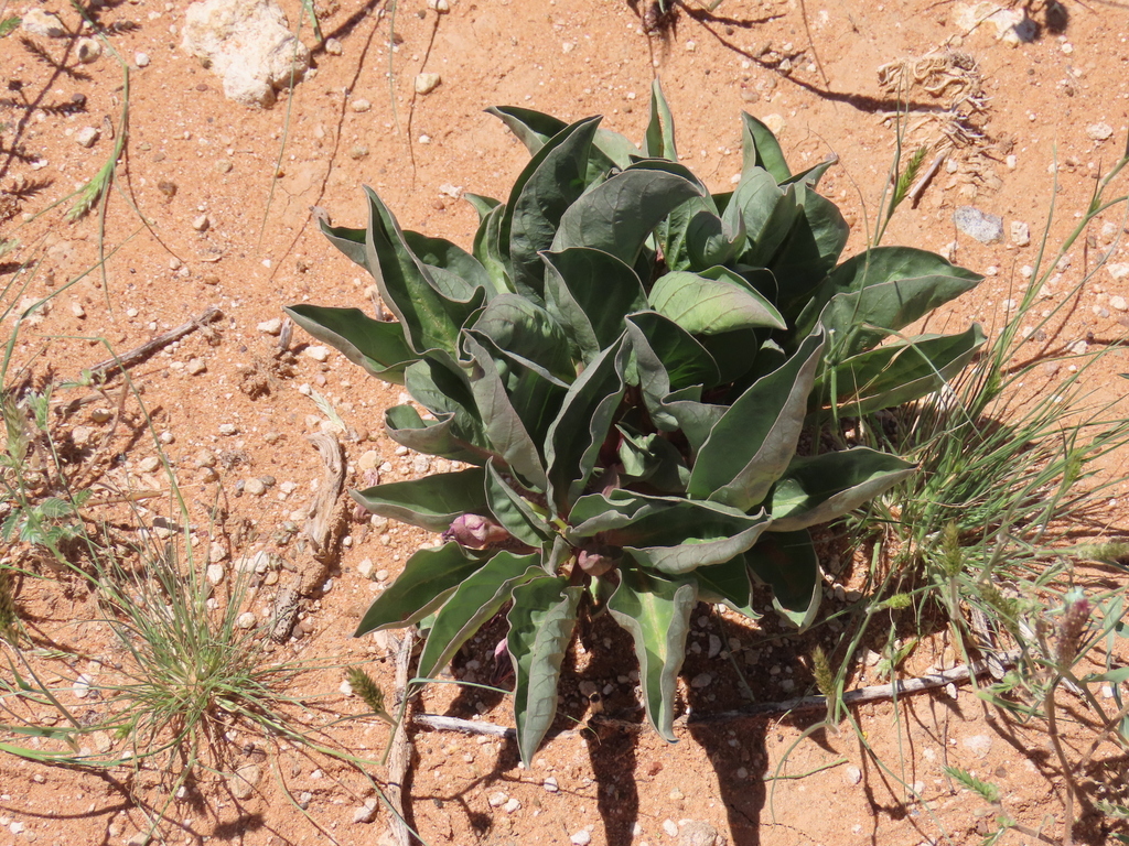 Raphionacme namibiana, Hardap Region, Namibia
