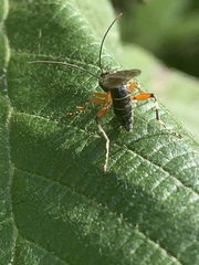 Itoplectis