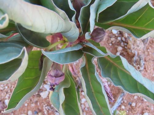 Raphionacme namibiana