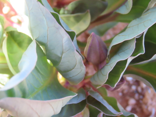 Raphionacme namibiana