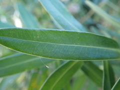 Euphorbia lucida