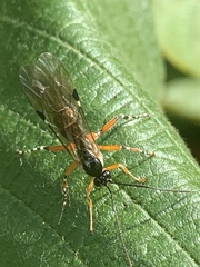 Itoplectis