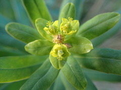 Euphorbia lucida