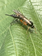 Itoplectis