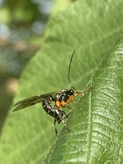 Itoplectis