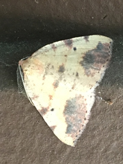 Drepanulatrix carnearia