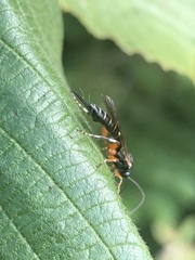 Itoplectis