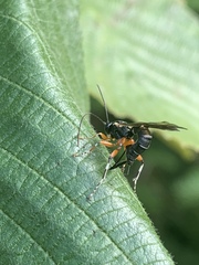 Itoplectis