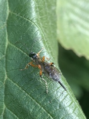 Itoplectis