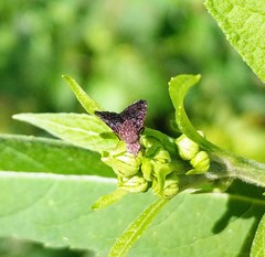 Eutreta noveboracensis