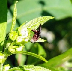 Eutreta noveboracensis