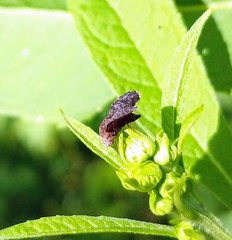 Eutreta noveboracensis