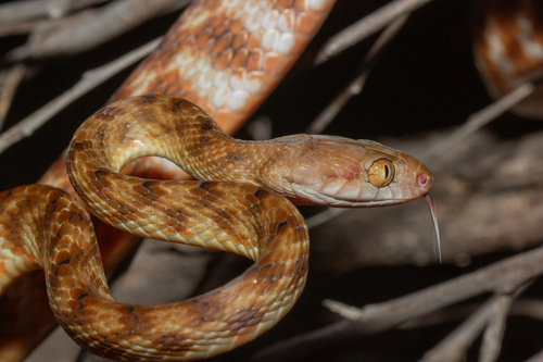 Brown Tree Snake sighting