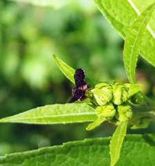 Eutreta noveboracensis