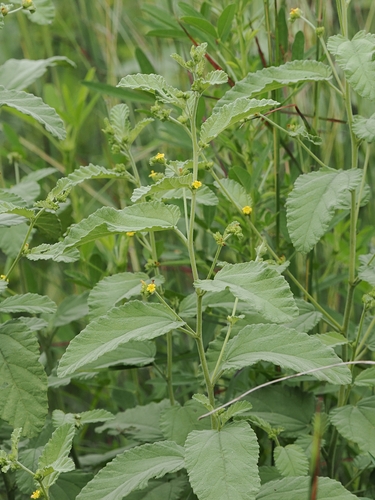Waltheria indica