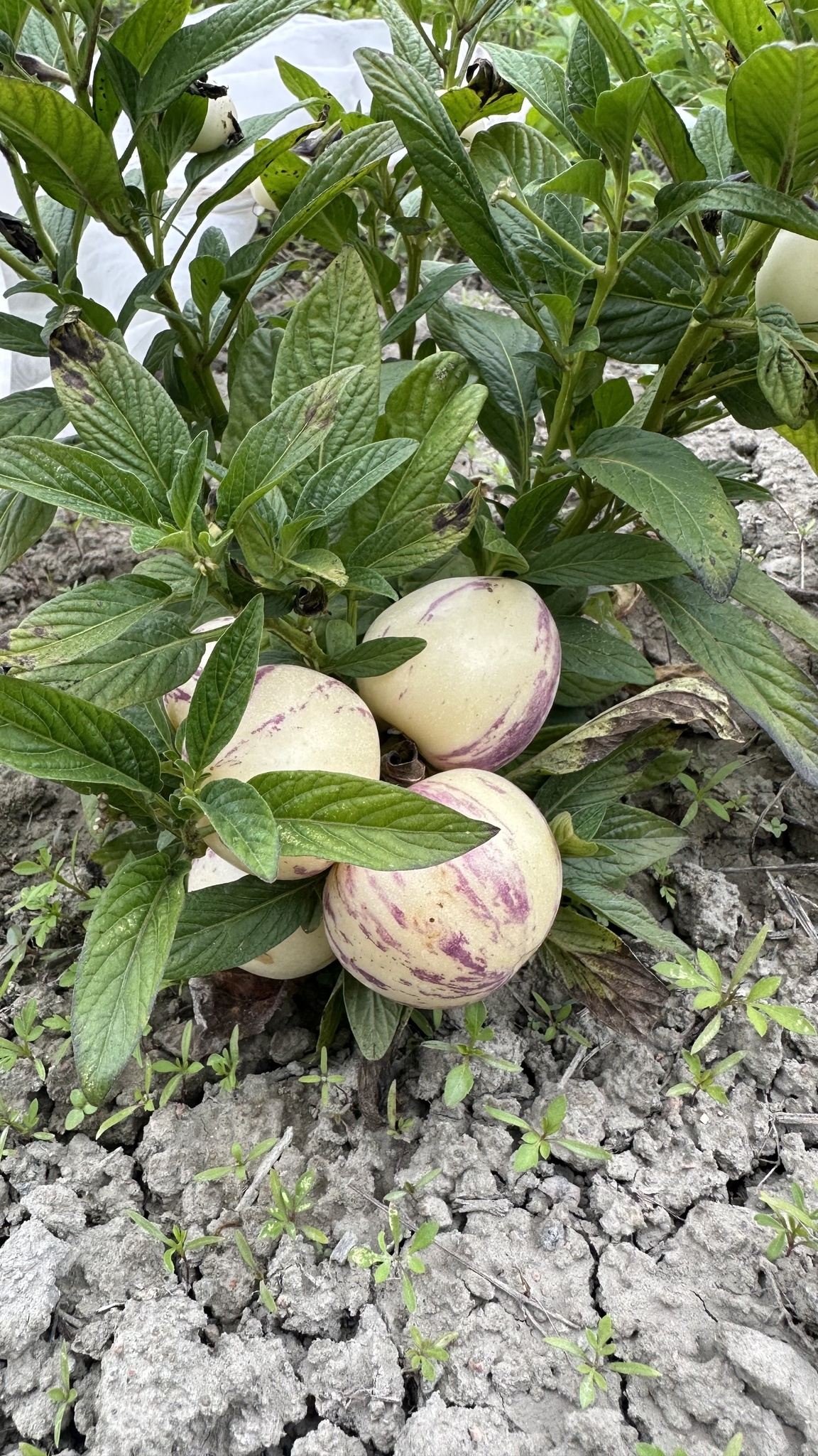 Imagem de Pepino-do-mar