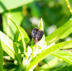 Eutreta noveboracensis