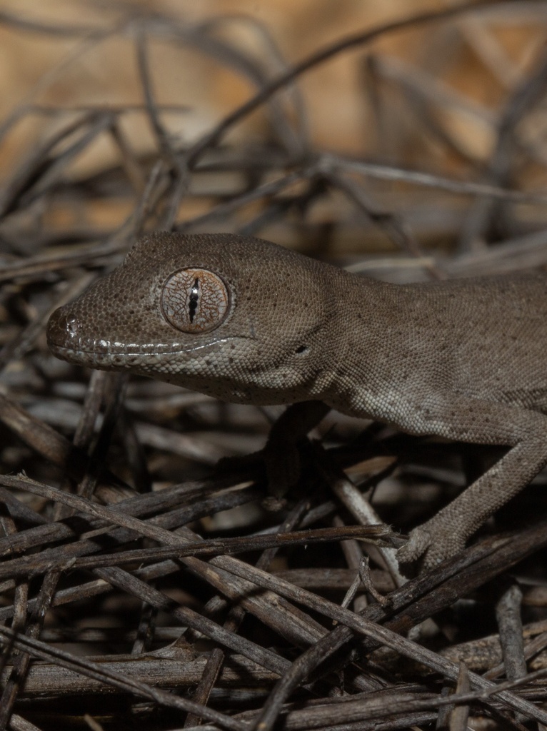 Congoo Gecko