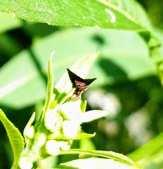 Eutreta noveboracensis