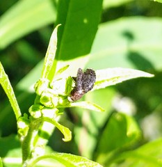 Eutreta noveboracensis