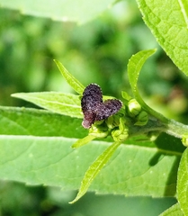 Eutreta noveboracensis