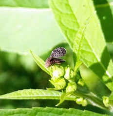 Eutreta noveboracensis